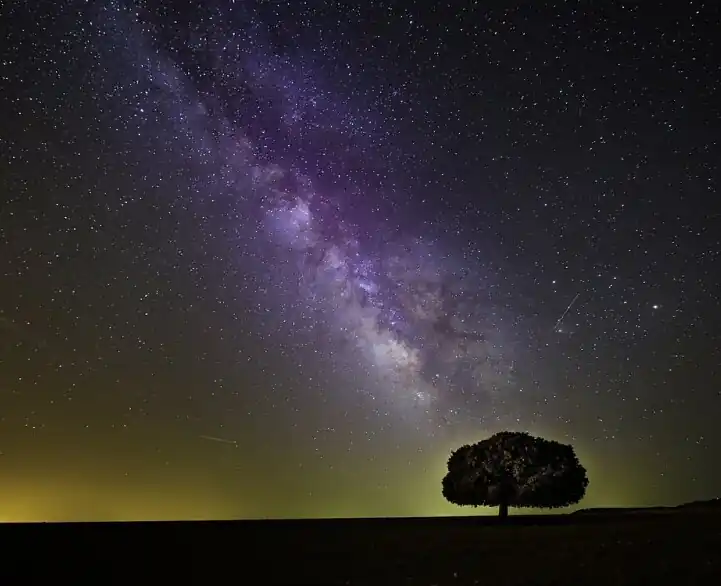 Milky Way Seems to Point to Tree